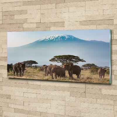 Foto obraz sklenený horizontálny slony Kilimandžáro
