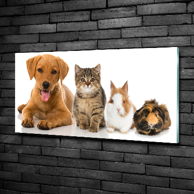 Foto obraz sklo tvrzené Pes a mačka