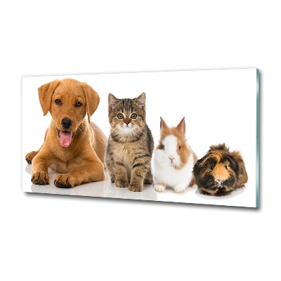 Foto obraz sklo tvrzené Pes a mačka