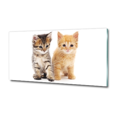 Foto obraz sklo tvrzené Hnedá a červená mačka