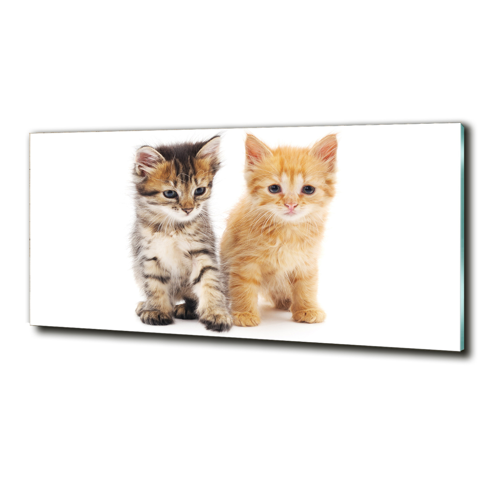 Foto obraz sklo tvrzené Hnedá a červená mačka
