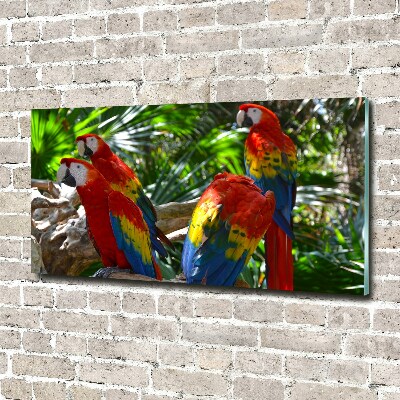 Foto obraz sklo tvrzené papagáje Ara