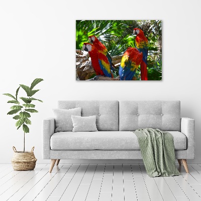 Foto obraz sklo tvrzené papagáje Ara