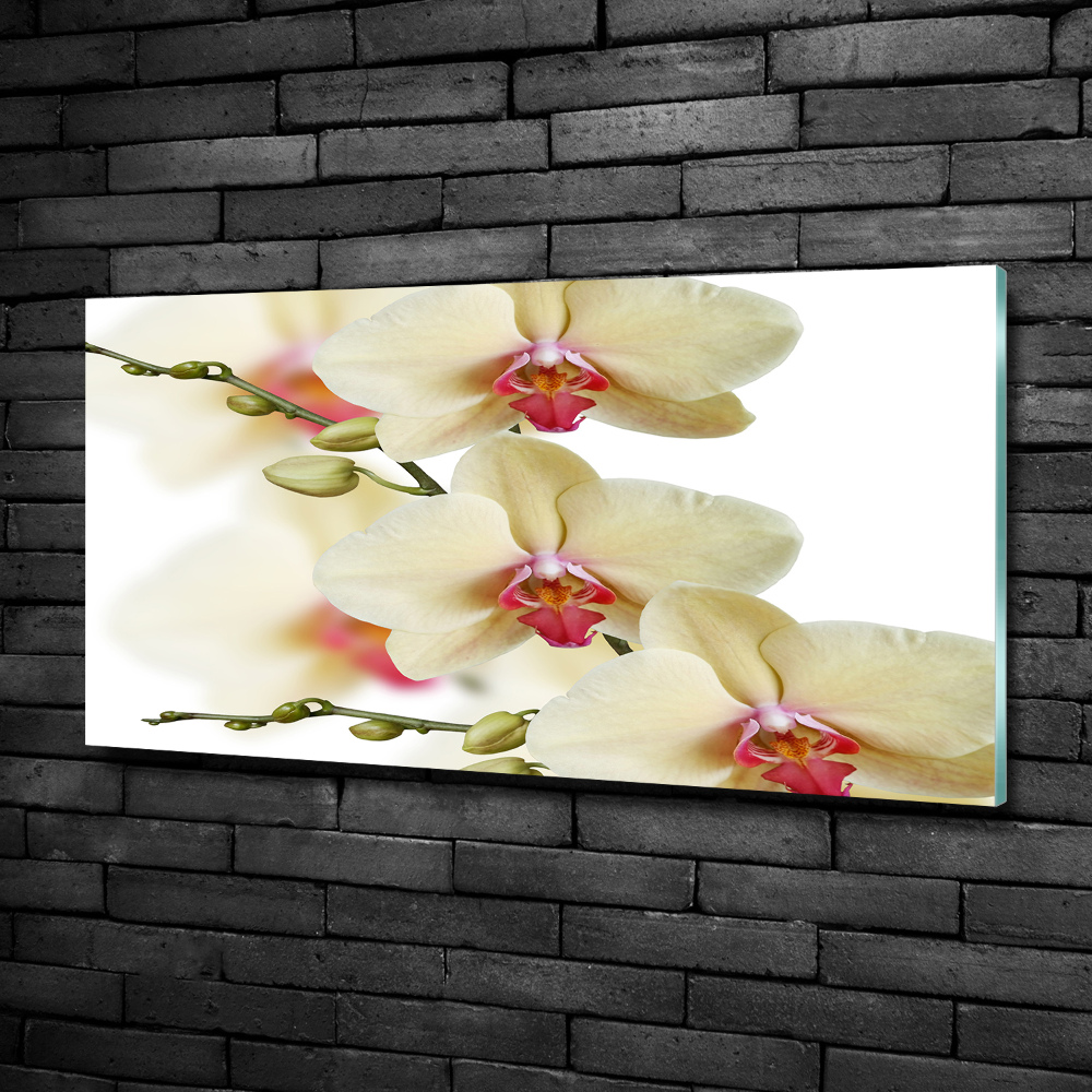 Foto obraz fotografie na skle orchidea