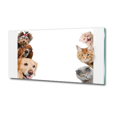 Foto obraz sklo tvrzené Psy a mačky