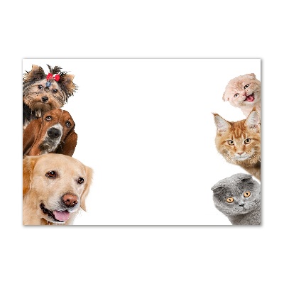 Foto obraz sklo tvrzené Psy a mačky