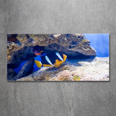 Foto obraz sklo tvrzené tropická ryba