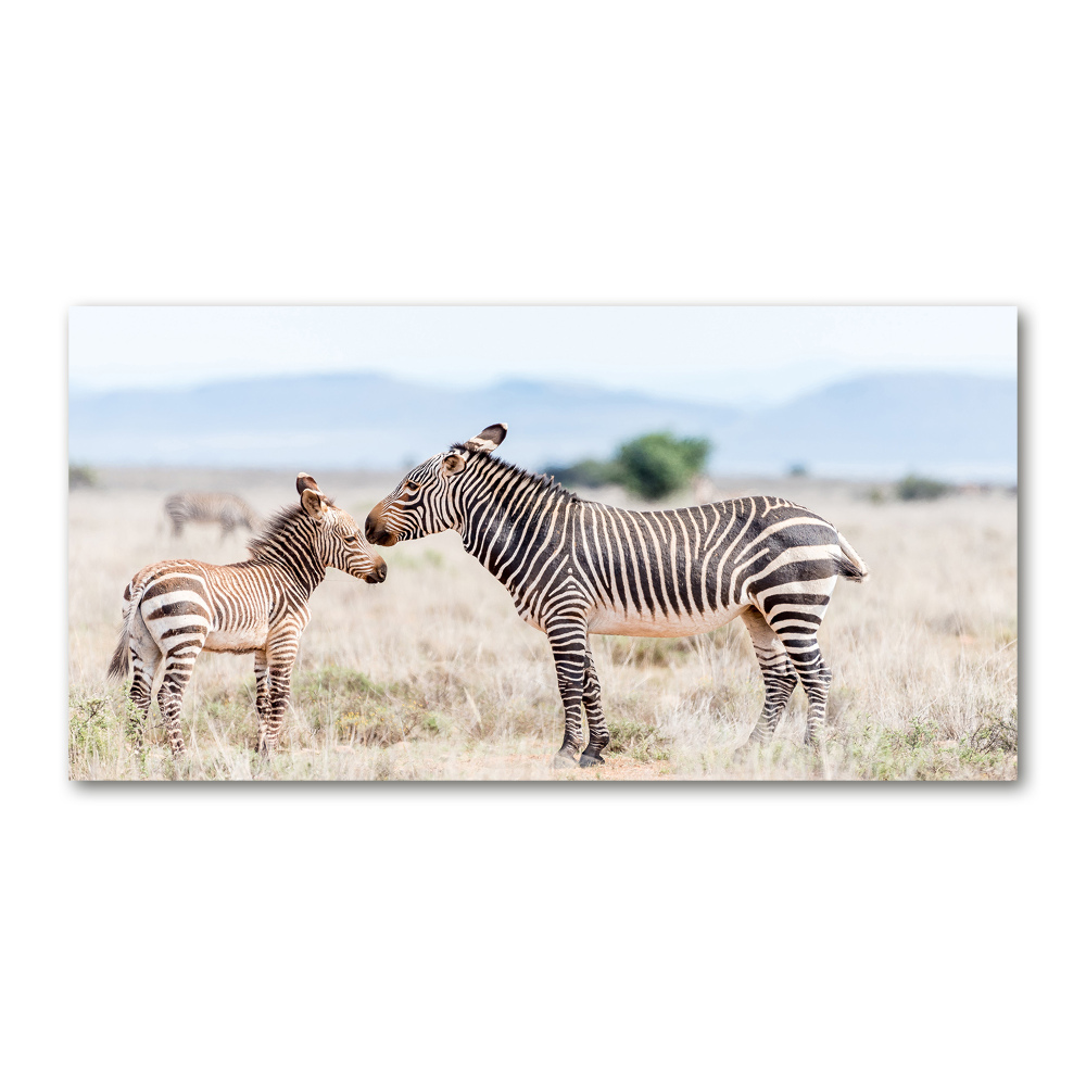 Foto obraz sklo tvrzené Zebry v horách