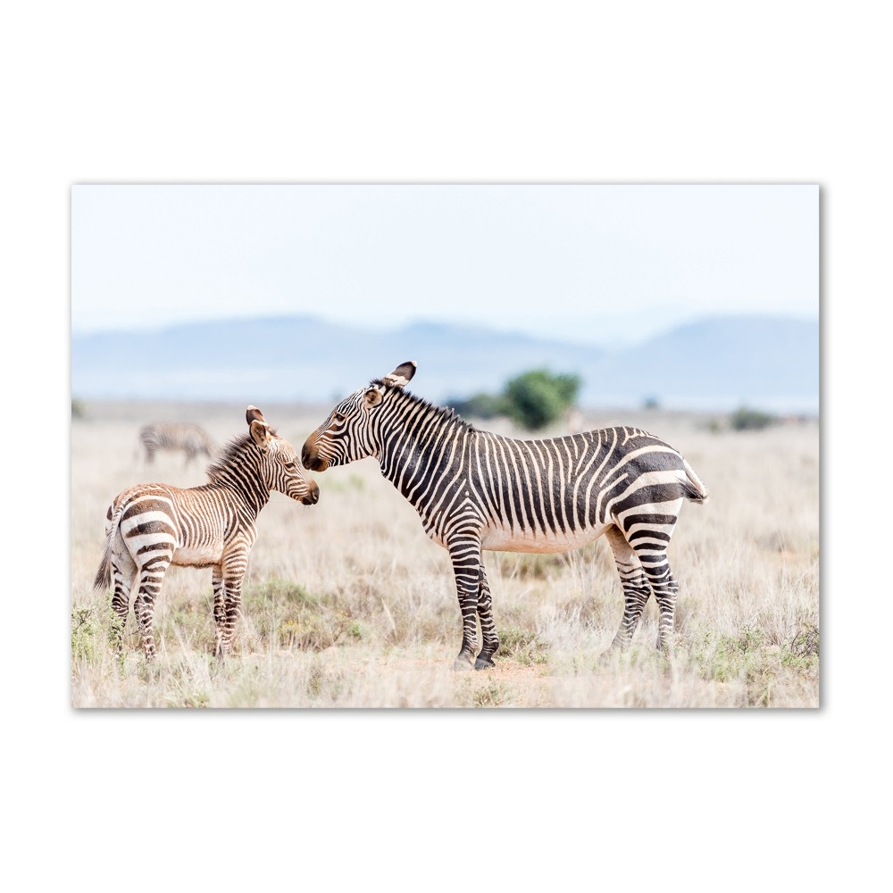 Foto obraz sklo tvrzené Zebry v horách