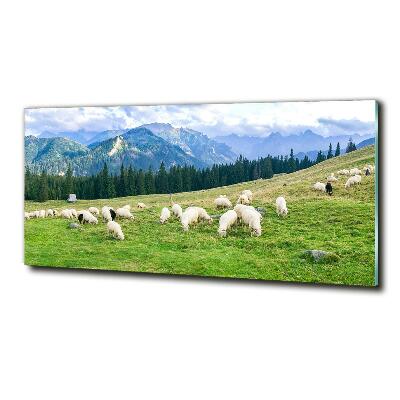 Fotoobraz na skle Ovce v Tatrách