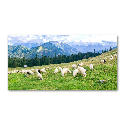 Fotoobraz na skle Ovce v Tatrách