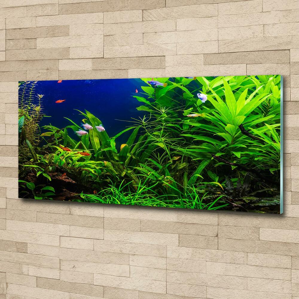Foto obraz sklenený horizontálny Ryby v akvárium