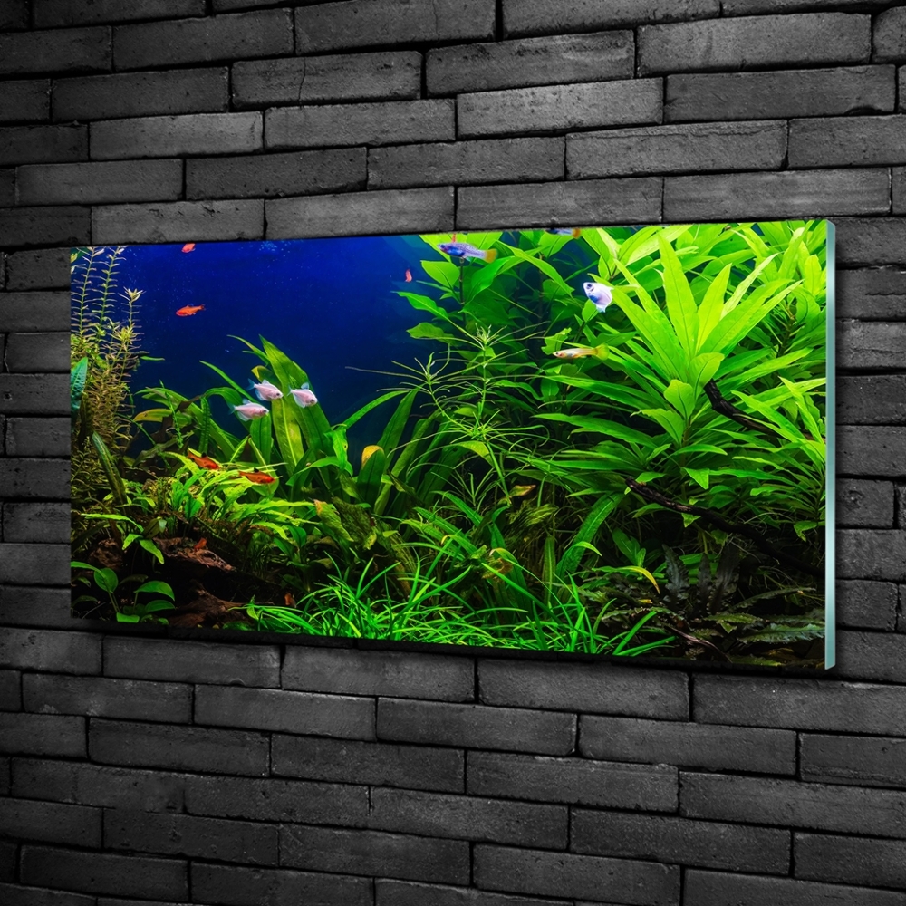 Foto obraz sklenený horizontálny Ryby v akvárium