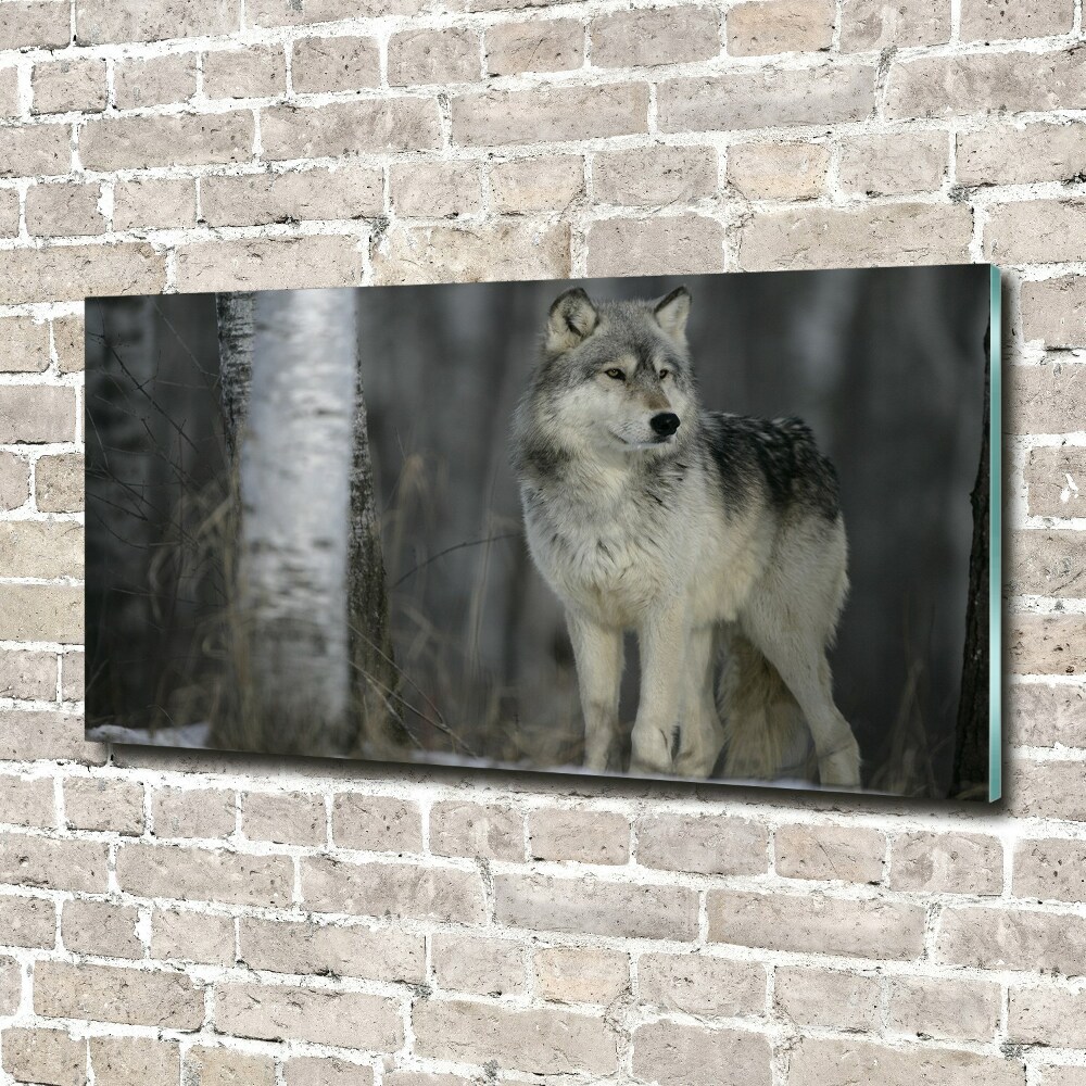 Foto obraz fotografie na skle sivý vlk
