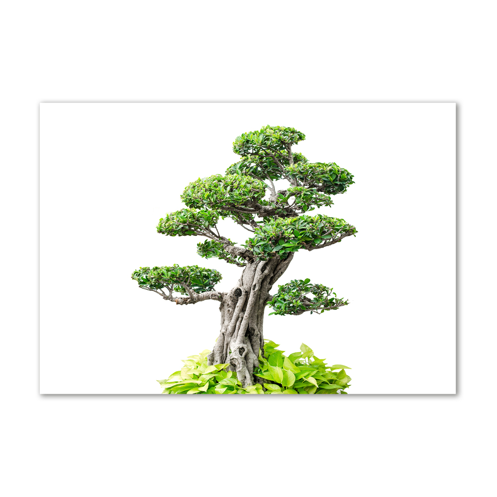 Foto obraz sklo tvrzené bonsai