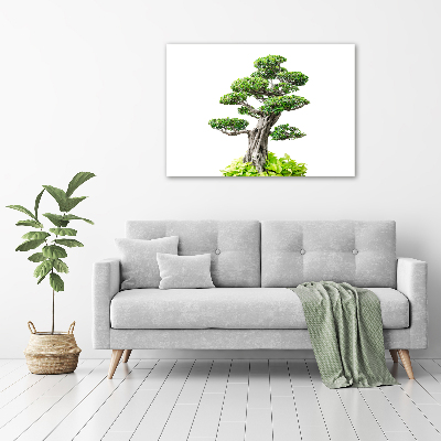 Foto obraz sklo tvrzené bonsai