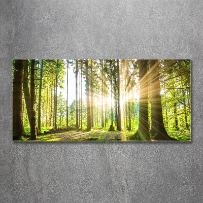 Foto obraz sklo tvrzené les slnko