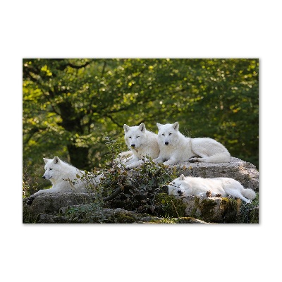 Foto-obraz na skle horizontálne Bieli vlci a skala