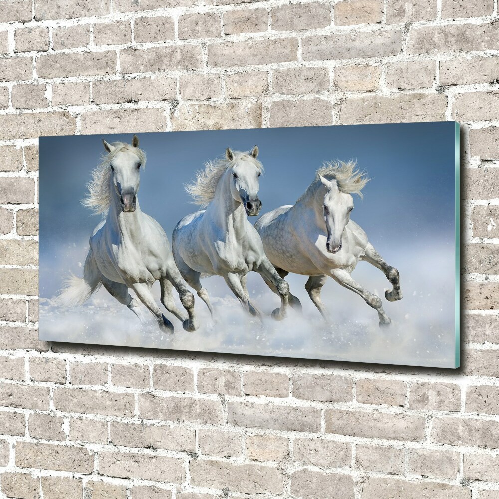 Foto-obraz na skle horizontálne Kone v cvale