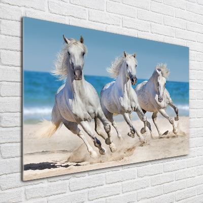 Foto-obraz na skle Biele kone pláž