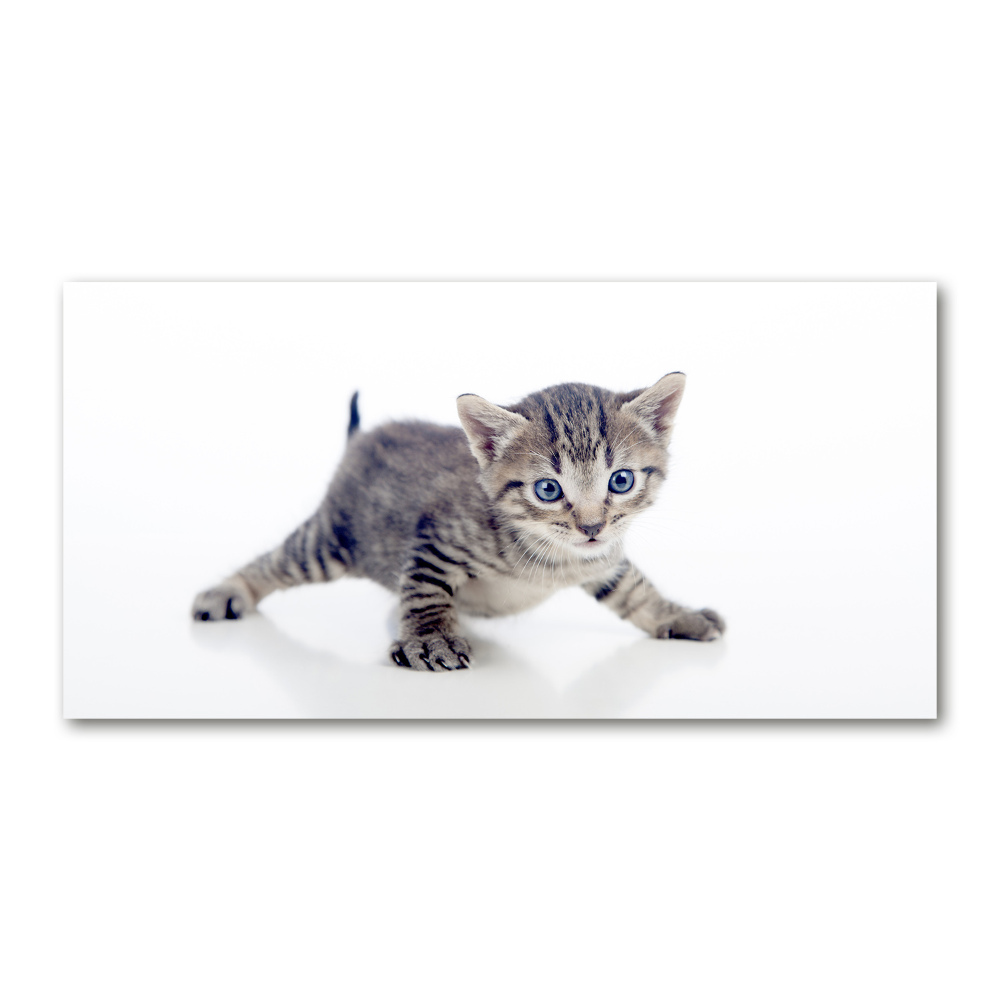 Foto obraz sklo tvrzené malá mačka