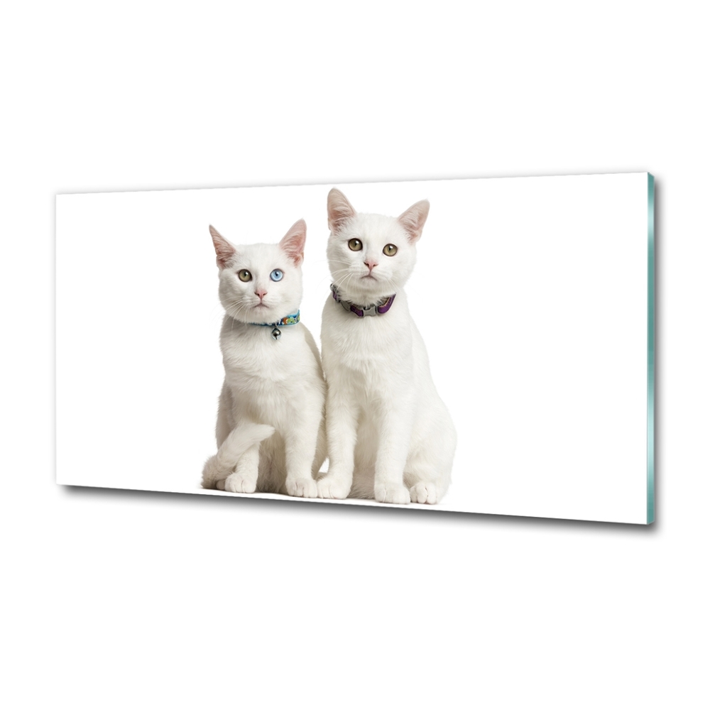 Foto-obraz sklenený horizontálne biele mačky