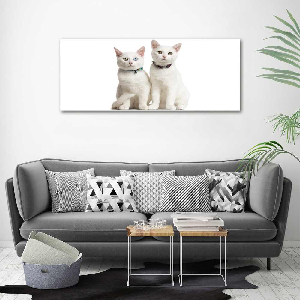 Foto-obraz sklenený horizontálne biele mačky