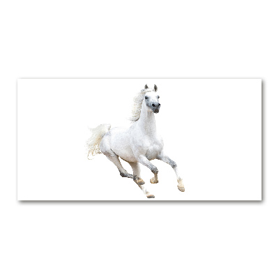Foto-obraz sklenený horizontálne Biely arabský kôň