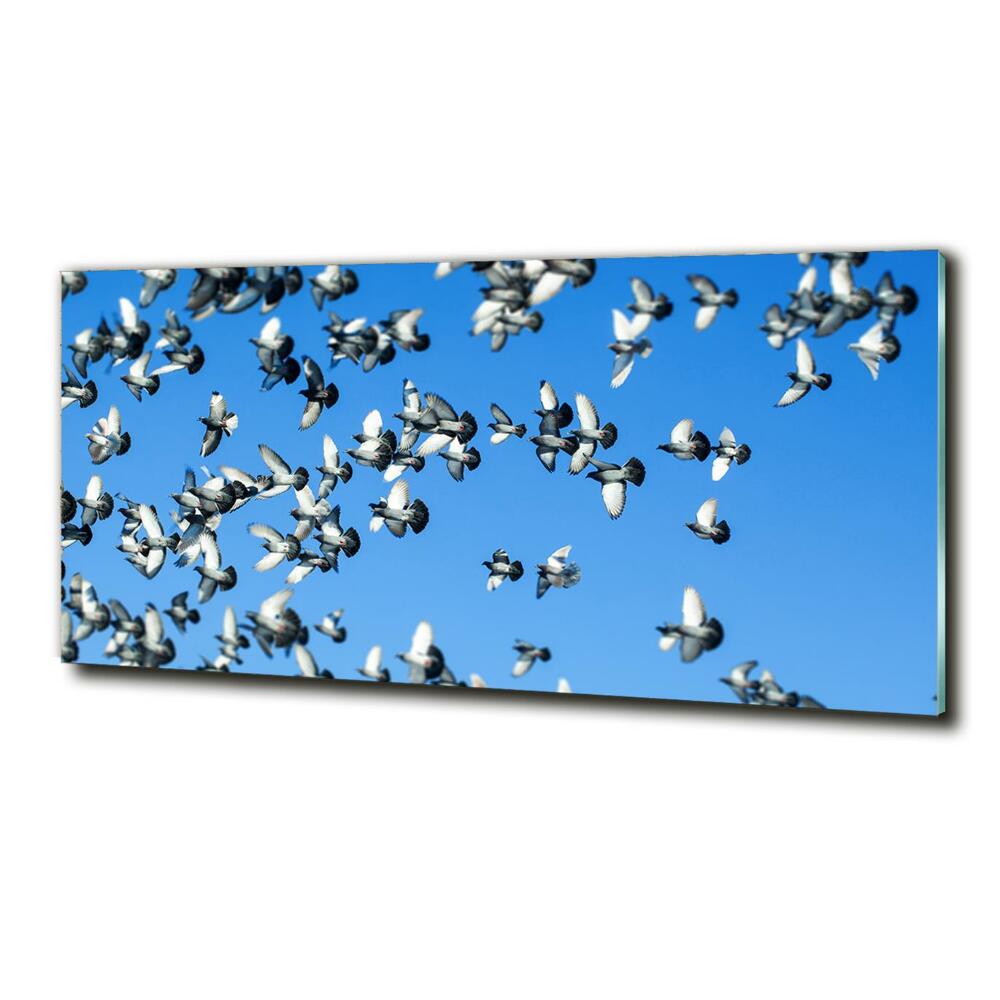 Foto-obraz fotografie na skle stádo holubov