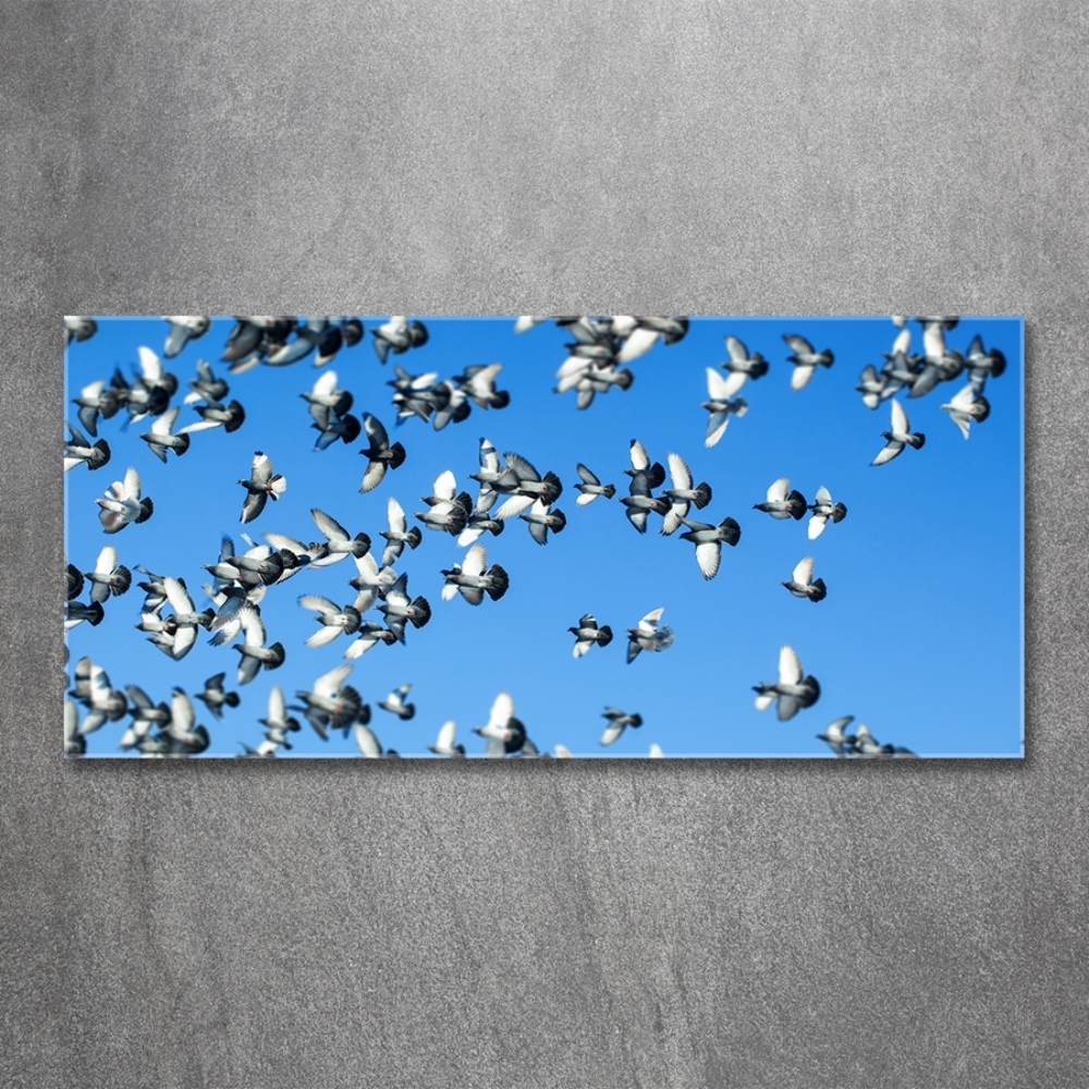 Foto-obraz fotografie na skle stádo holubov