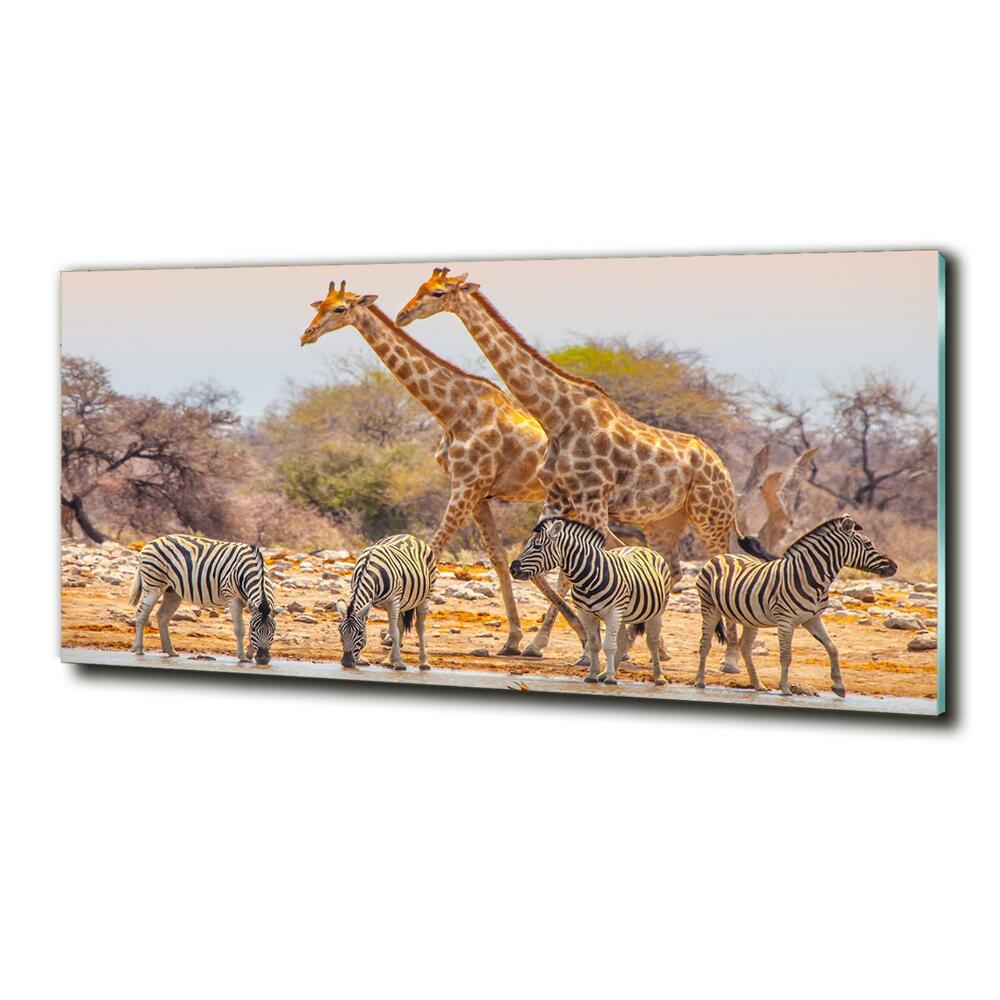 Foto-obraz na skle Žieravé a zebry