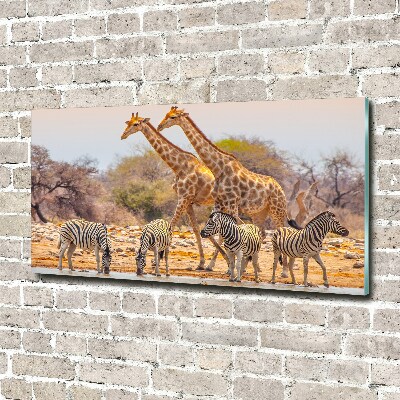Foto-obraz na skle Žieravé a zebry