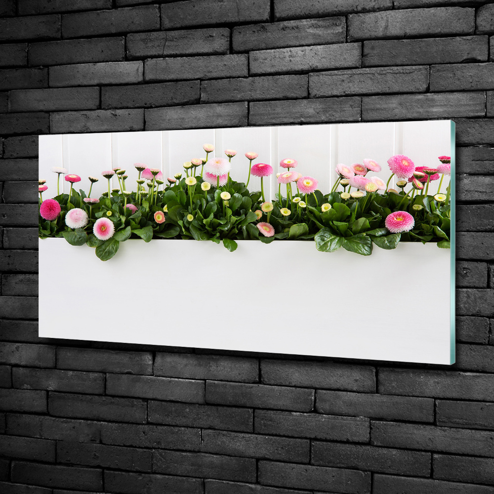 Foto obraz sklenený horizontálny ružové sedmokrásky