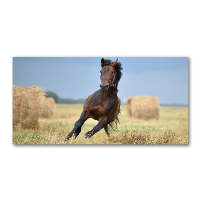 Foto obraz sklo tvrzené Kôň v cvale