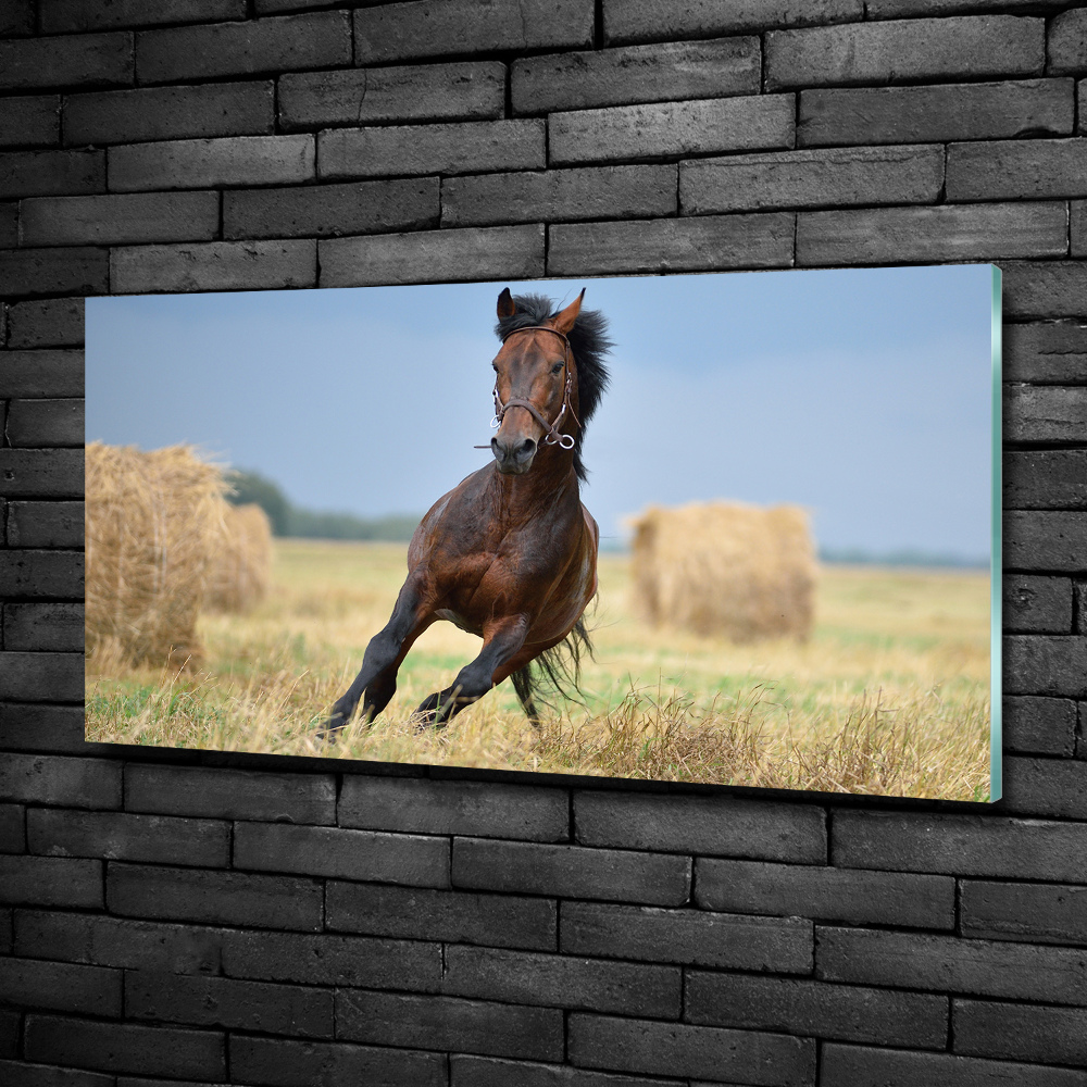 Foto obraz sklo tvrzené Kôň v cvale