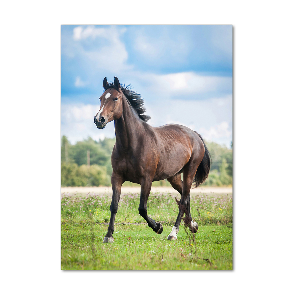Vertikálny foto obraz sklenený Kôň na poli