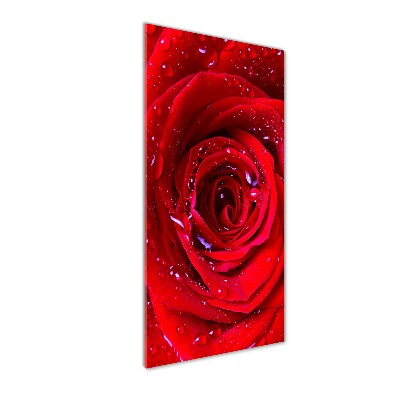 Vertikálny foto obraz sklenený Červená ruža