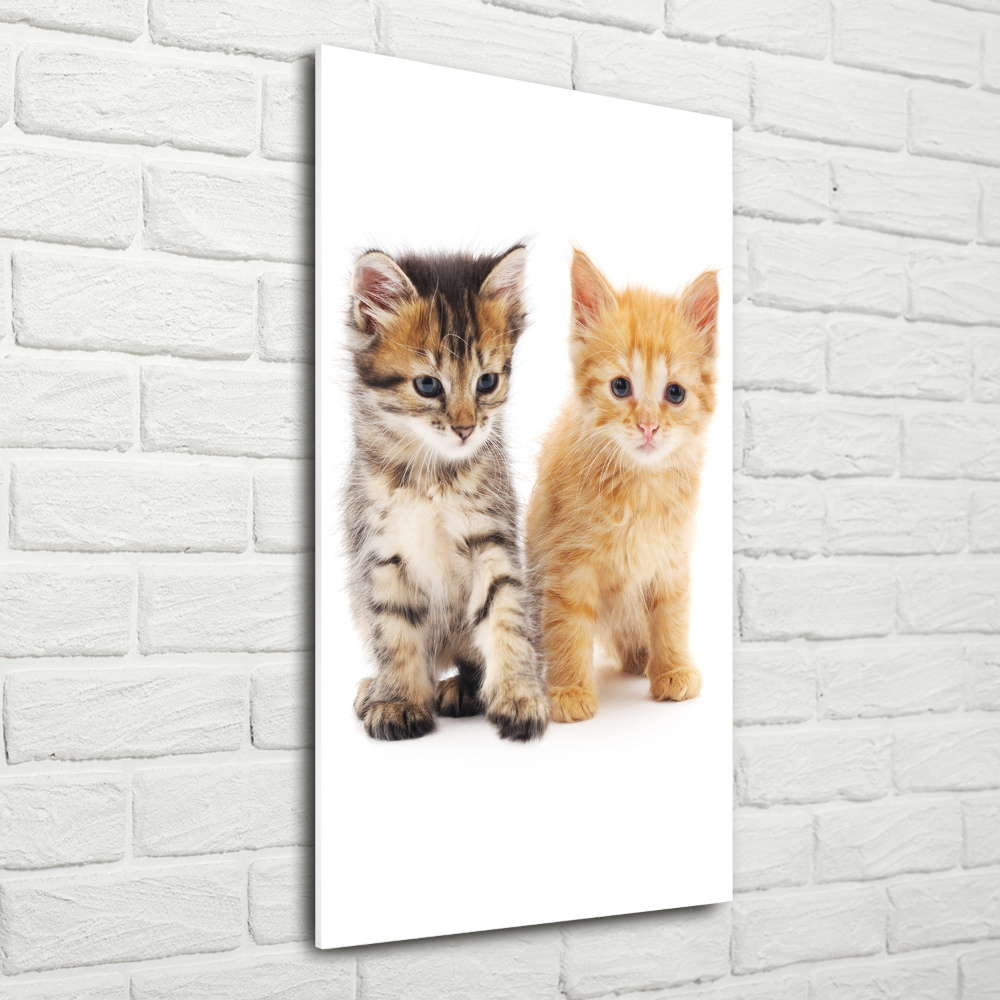 Vertikálny foto obraz sklo tvrdené Sivá a červená mačka