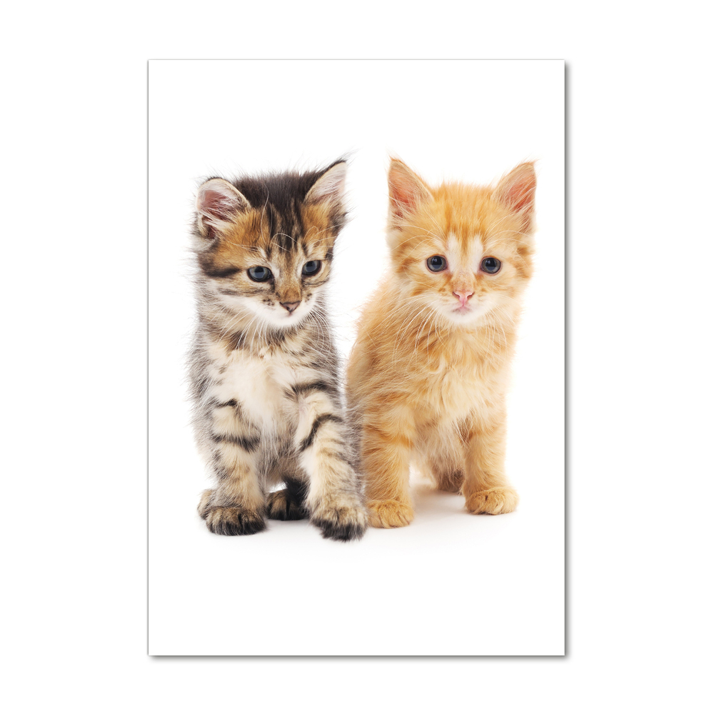 Vertikálny foto obraz sklo tvrdené Sivá a červená mačka