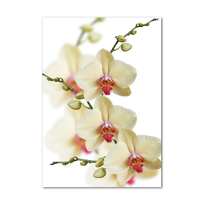 Vertikálny foto obraz sklenený Orchidea