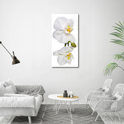 Vertikálny foto obraz sklenený Biela orchidea