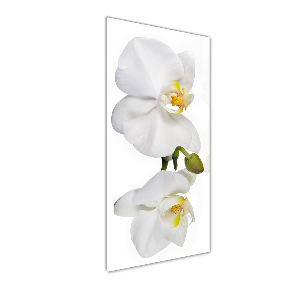 Vertikálny foto obraz sklenený Biela orchidea