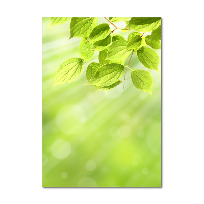 Vertikálny foto obraz sklenený Zelené listy