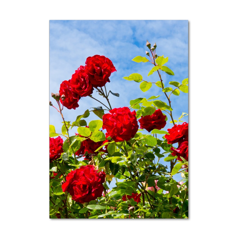 Vertikálny foto obraz sklenený Divoká ruža