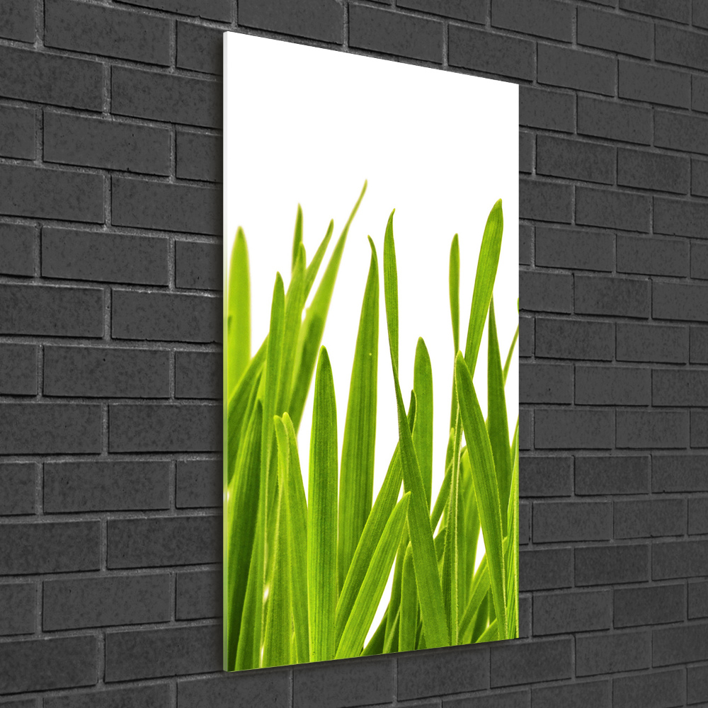 Vertikálny foto obraz sklenený Zelená tráva
