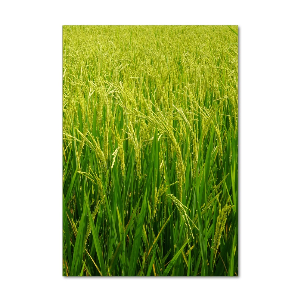 Vertikálny foto obraz sklenený Plantáž ryža