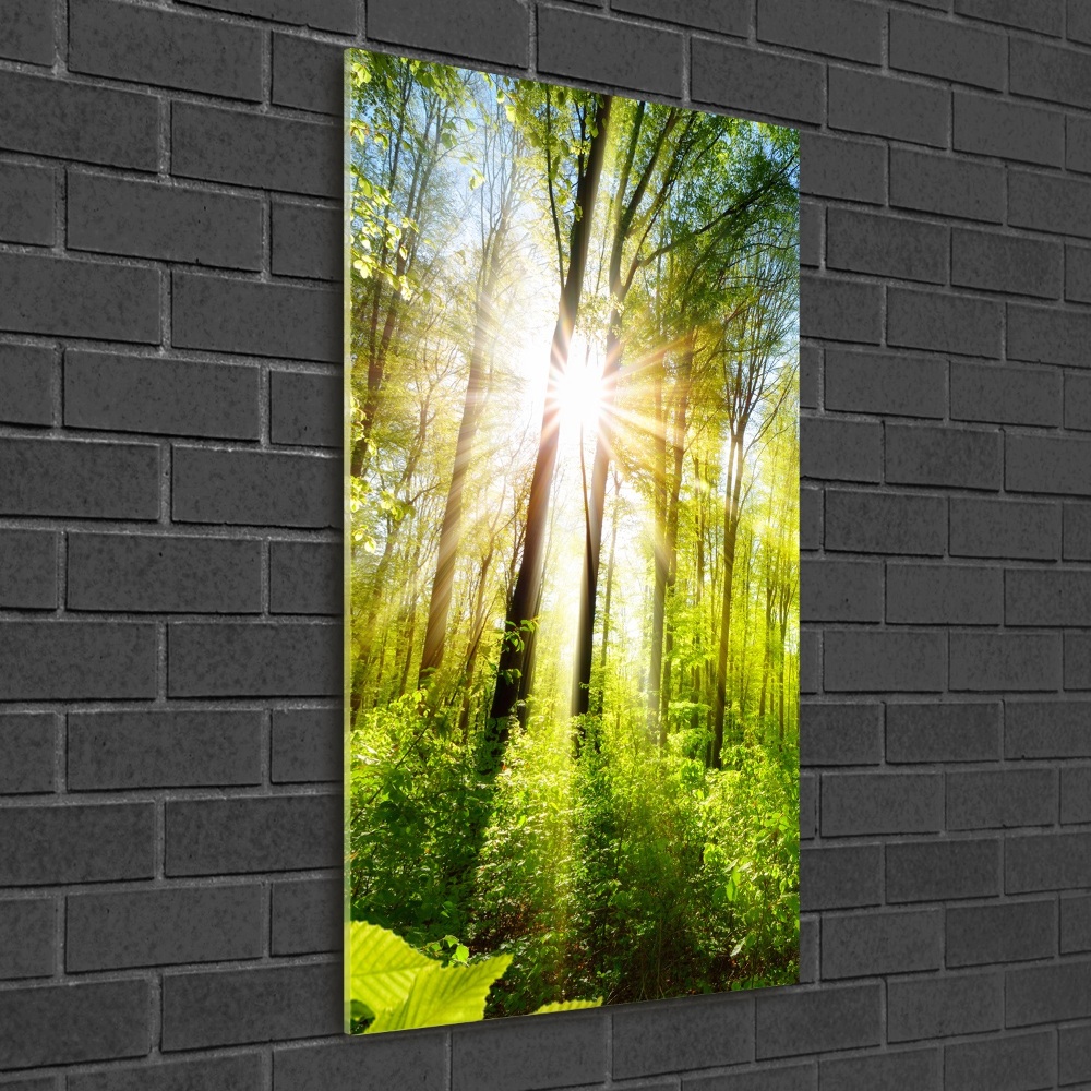 Vertikálny foto obraz sklenený Slnko v lese