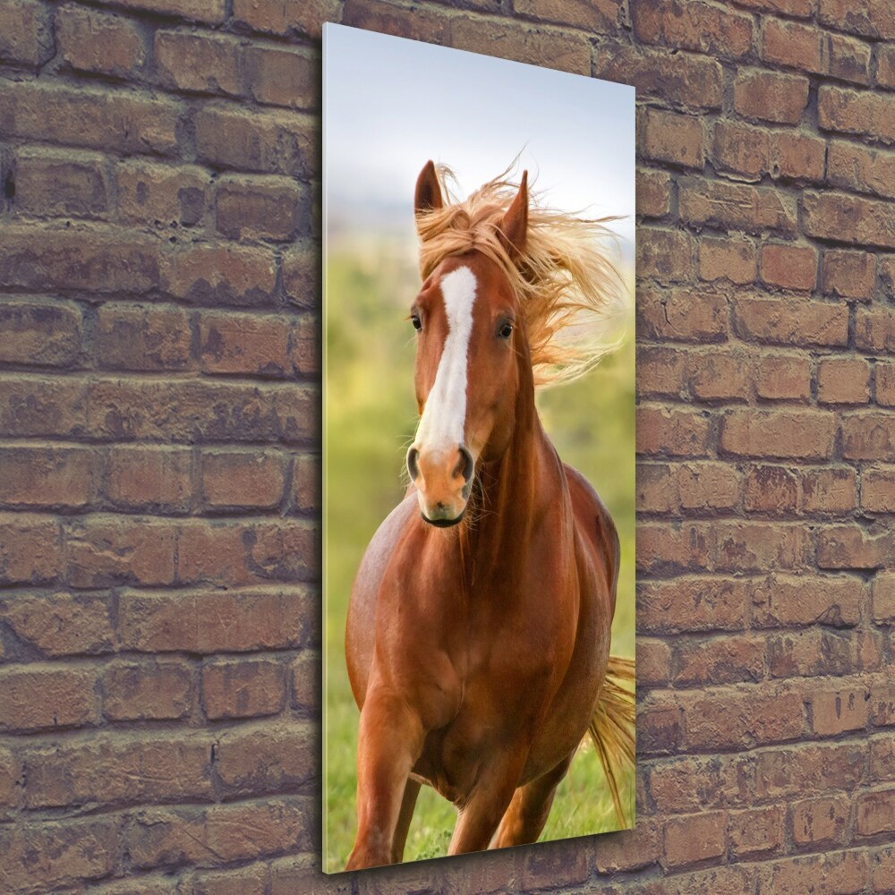 Vertikálny foto obraz sklo tvrdené Kôň v pokluse