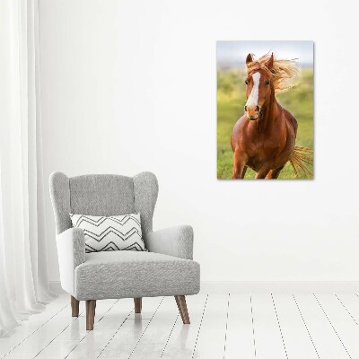 Vertikálny foto obraz sklo tvrdené Kôň v pokluse