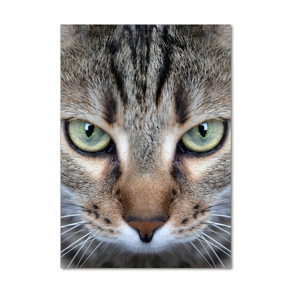 Vertikálny foto obraz sklenený Oči mačky